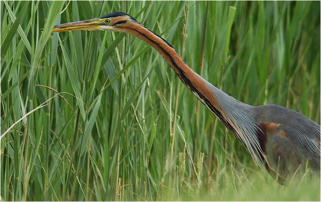 PURPURREIHER, PURPLE HERON, ARDEA PURPUREA