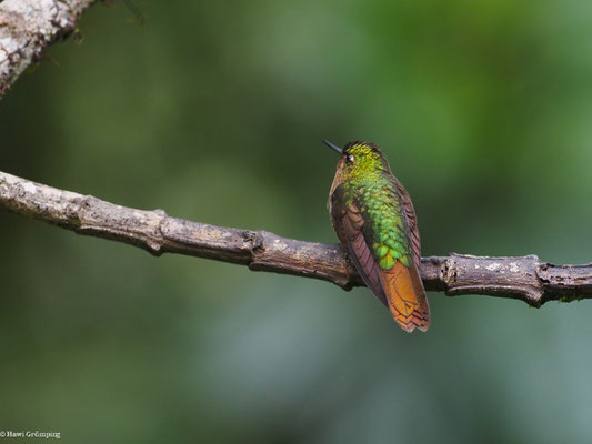 SMARAGDKEHL-GLANZSCHWÄNZCHEN, TYRIAN METALTAIL - METALLURA TYRIANTHINA