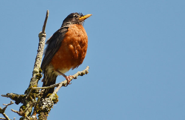 WANDERDROSSEL, AMERICAN ROBIN, TURDUS MIGRATORIUS