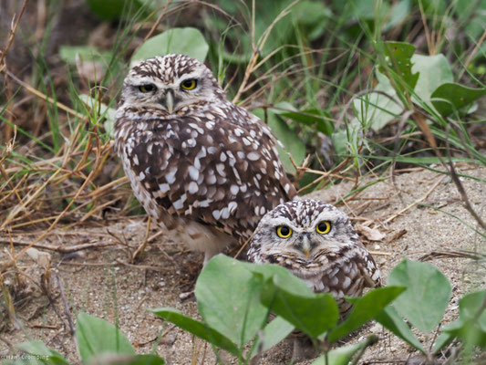 Kanincheneule, Burrowing Owl - Athene cunicularia