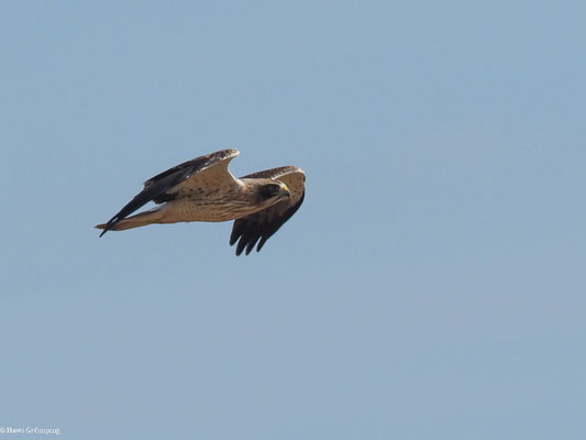 ZWERGADLER, BOOTED EAGLE, AQUILA PENNATA