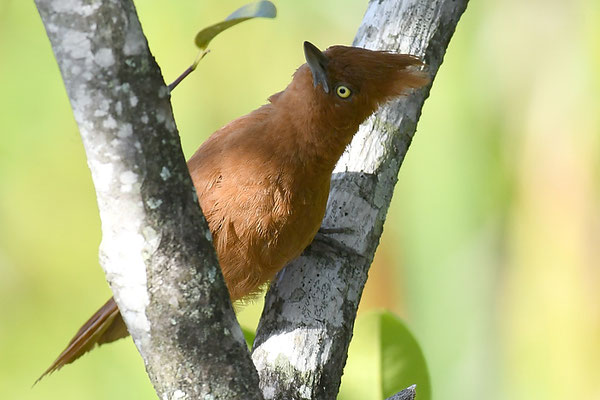 Brauncacholote, Caatinga cacholote, Pseudoseisura cristata