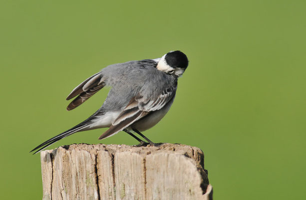 BACHSTELZE, WHITE WAGTAIL, MOTACILLA ALBA