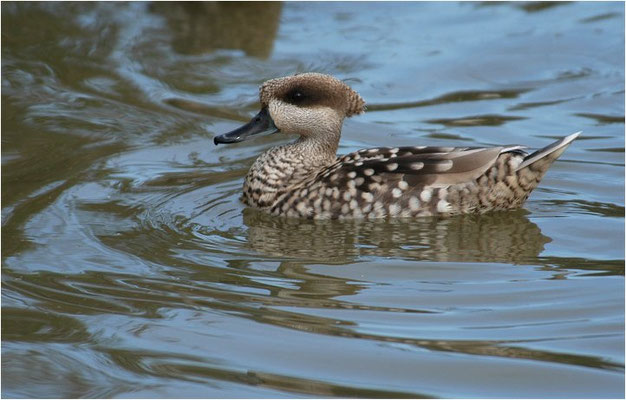 MARMELENTE, MARBLED DUCK, MARMARONETTA ANGUSTIROSTRIS