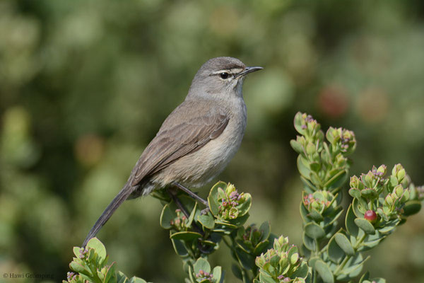 KARRUHECKENÄNGER, KAROO SCRUB ROBIN, CERCOTRICHAS CORYPHOEUS