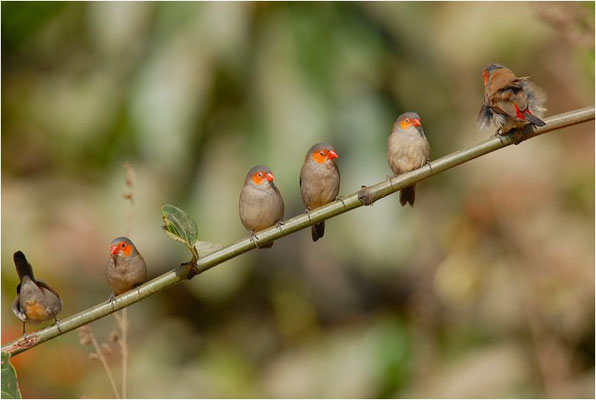 ORANGEBÄCKCHEN, ORANGE-CHEEKED WAXBILL, ESTRILDA MELPODA