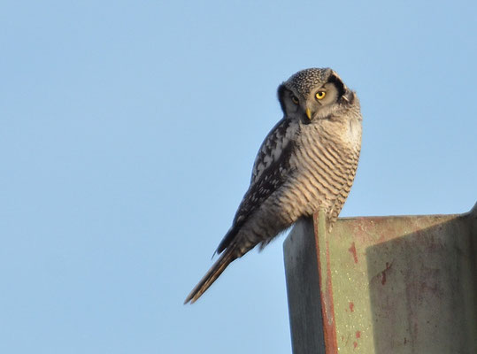 SPERBEREULE, HAWK OWL, SURNIA ULULA