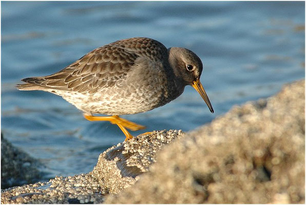 MEERSTRANDLÄUFER, PURPLE SANDPIPER, CALIDRIS MARITIMA