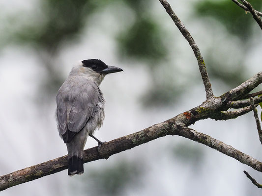 SCHWARZKAPPEN-BEKARDE, BLACK-CROWNED TITYRA, TITYRA INQUISITOR