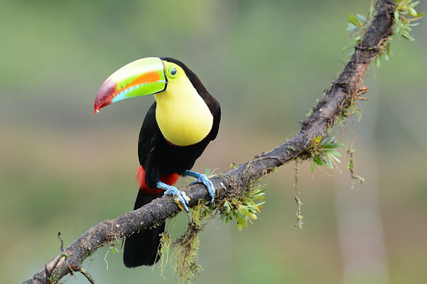 FISCHERTUKAN, KEEL-BILLED TOUCAN, RAMPHASTOS SULFURATUS