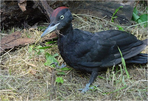 SCHWARZSPECHT,  BLACK WOODPECKER, DRYOCOPUS MARTIUS