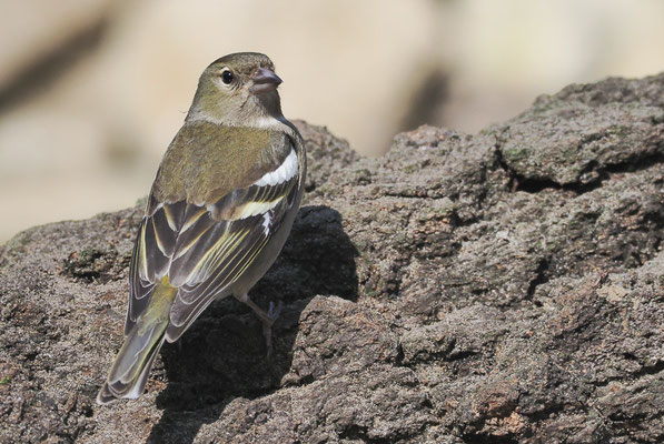 BUCHFINK, CHAFFINCH, FRINGILLA COELEBS