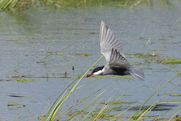 WEISSBARTSEESCHWALBE, WHISKERED TERN,  CHLIDONIAS HYBRIDA