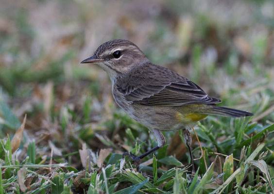 Palmenwaldsänger, die erste für mich neue Vogelart! 
