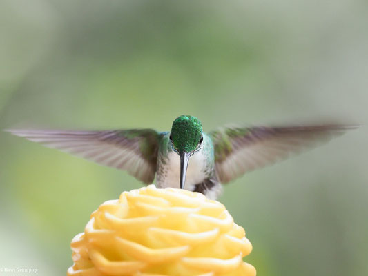 ANDENAMAZILIE, ANDEAN EMERALD - AMAZILIA FRANCIAE