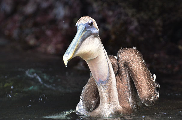 BRAUNER PELIKAN, BROWN PELICAN, PELICANUS OCCIDENTALIS