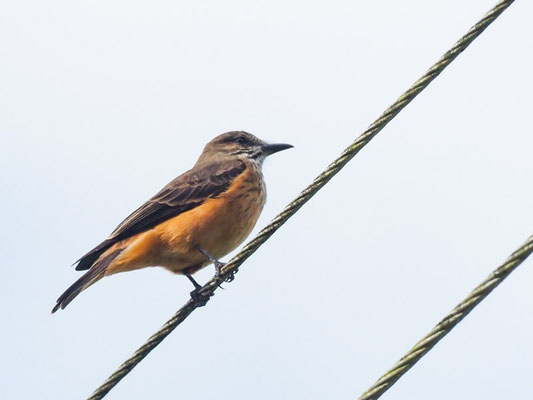 STREIFENKEHL-BUSCHTYRANN, STREAK-THROATED BUSH-TYRANT - MYIOTHERETES STRIATICOLLIS