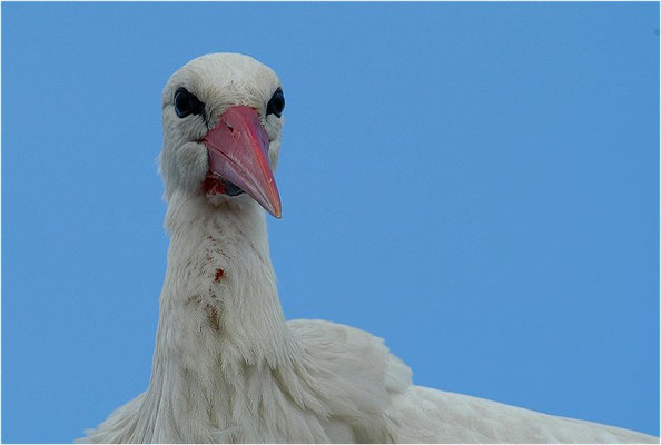 WEISSSTORCH, WHITE STORK, CICONIA CICONIA