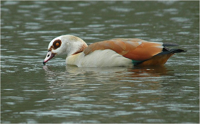 NILGANS, EGYPTIAN GOOSE, ALOPOCHEN AEGYPTIACA
