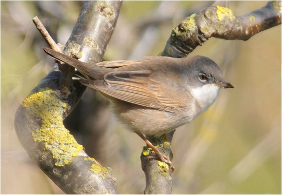 DORNGRASMÜCKE, WHITETHROAT, SYLVIA COMMUNIS