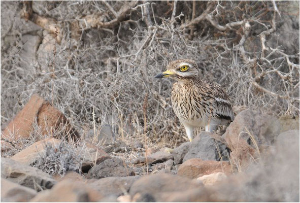 TRIEL, STONE CURLEW, BURHINUS OEDICNEMUS