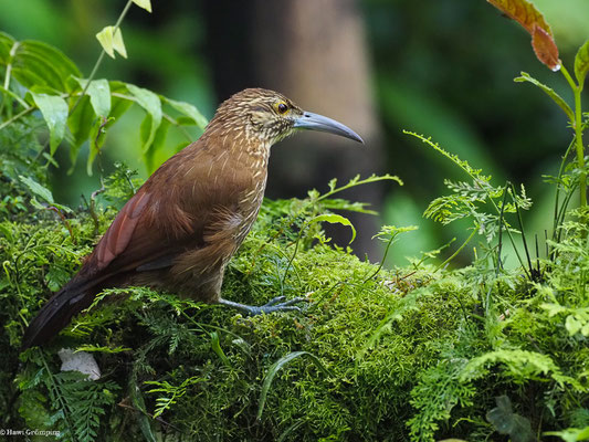STARKSCHNABEL-BAUMSTEIGER, STRONG-BILLED WOODCREEPER - XIPHOCOLAPTES  PROMEROPIRHYNCHUS