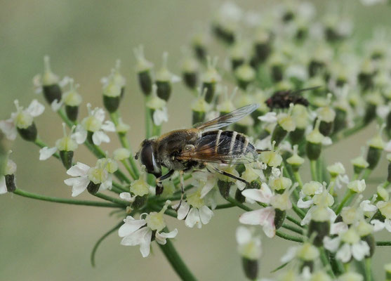 MITTLERE KEILFLECKSCHWEBFLIEGE, ERISTALIS INTERRUPTA