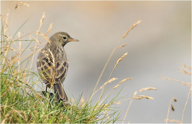 STRANDPIEPER, ROCK PIPIT,  ANTHUS PETROSUS