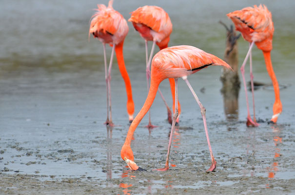ROTER FLAMINGO (KUBAFLAMINGO), AMERICAN FLAMINGO, PHOENICOPTERUS RUBER