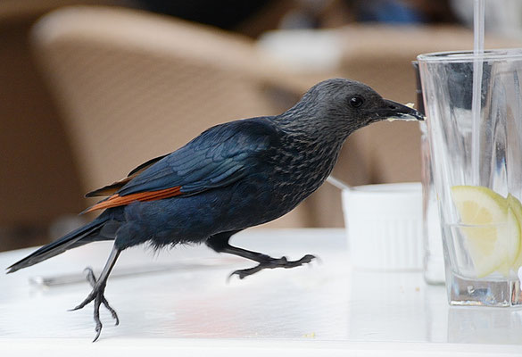 ROTSCHWINGENSTAR, RED-WINGED STARLING, ONYCHOGNATHUS MORIO