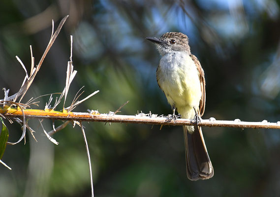 KURZSCHOPFTYRANN, SHORT-CRESTED FLYCATCHER, MYIARCHUS FEROX