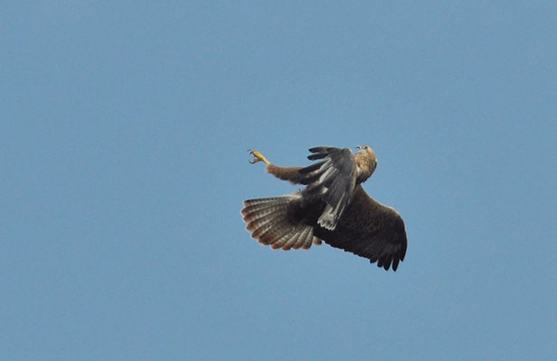 ADLERBUSSARD, LONG-LEGGED BUZZARD, BUTEO RUFINUS