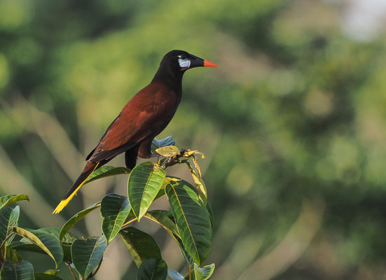 MONTEZUMA-STIRNVOGEL, MONTEZUMA OROPENDOLA, PSAROCOLIUS MONTEZUMA