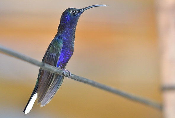 VIOLETTDEGENFLÜGEL, VIOLET SABREWING, CAMPYLOPTERUS HEMILEUCURUS