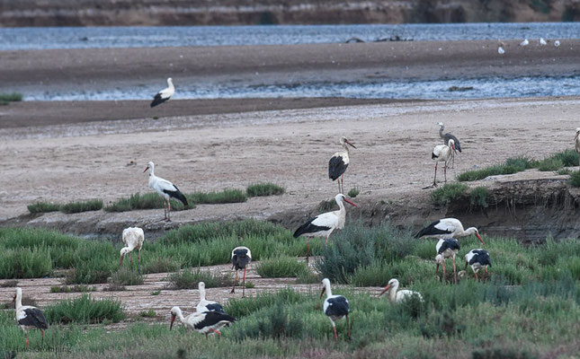 WEISSSTORCH, WHITE STORK,  CICONIA CICONIA