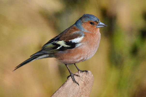 BUCHFINK, CHAFFINCH, FRINGILLA COELEBS