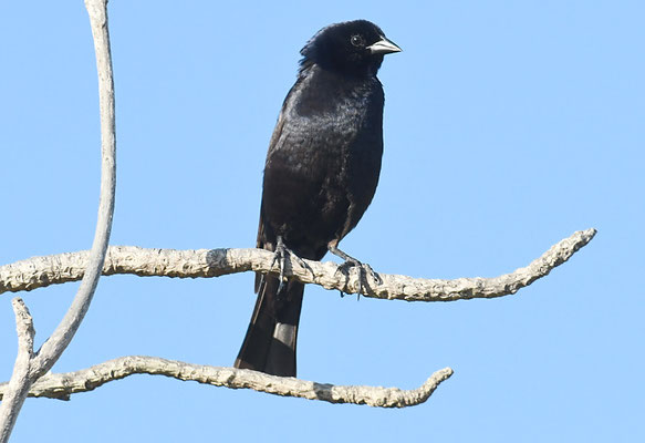SCHWARZTANGARE, WHITE-LINED TANAGER, TACHYPHONUS RUFUS