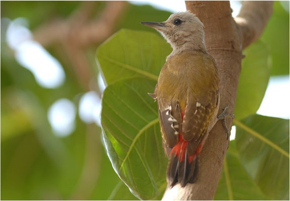 GRAUBRUSTSPECHT, GREY WOODPECKER, DENDROPICUS GOERTAE