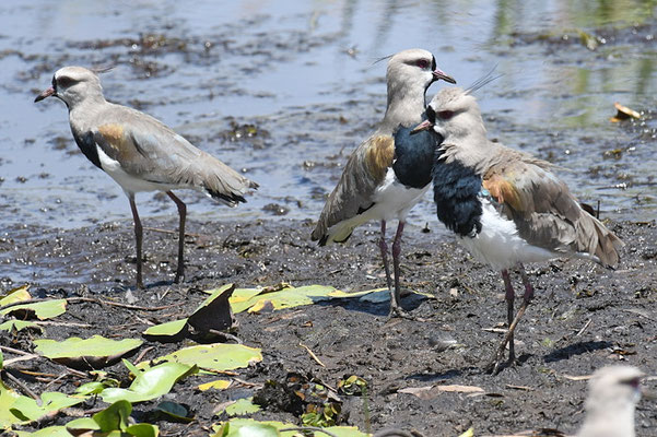BRONZEKIEBITZ, SOUTHERN LAPWING, VANELLUS CHILENSIS