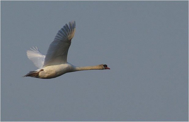 HÖCKERSCHWAN, MUTE SWAN, CYGNUS OLOR