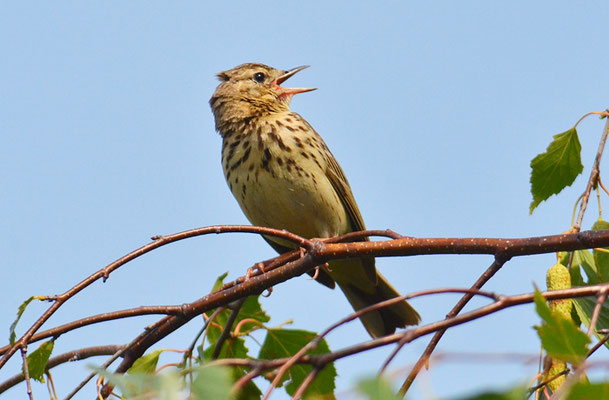 BAUMPIEPER, TREE PIPIT, ANTHUS TRIVIALIS