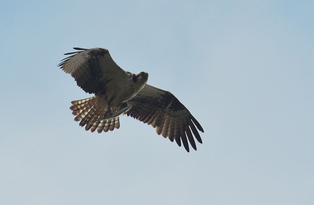 FISCHADLER, OSPREY, PANDION HALIAETUS