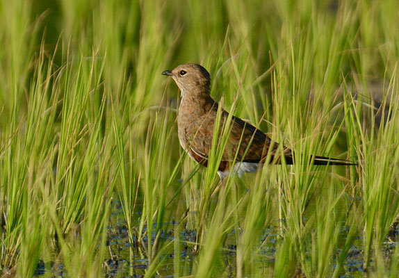 STELZENBRACHSCHWALBE, AUSTRALIAN PRATINCOLE, STILTIA ISABELLA