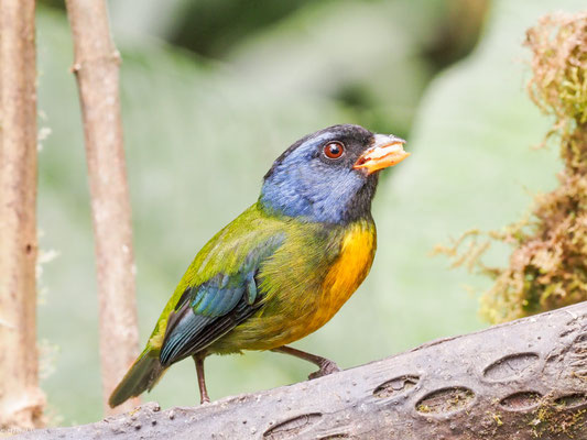 EDWARDSTANGARE, MOSS-BACKED TANAGER -  BANGSIA EDWARDSI