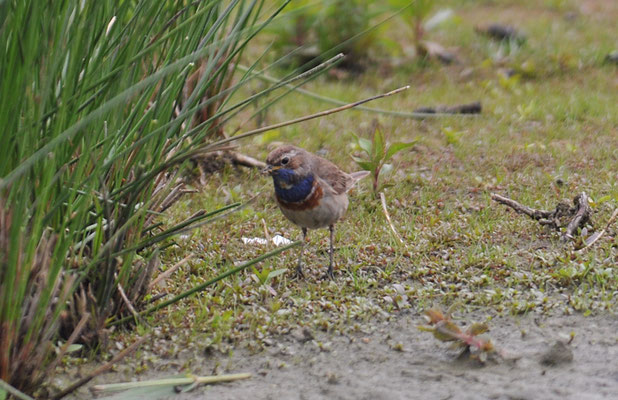 BLAUKEHLCHEN, BLUETHROAT, LUSCINIA SVECICA