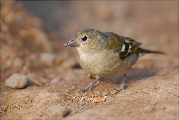 MADEIRAFINK, CHAFFINCH TINTILLON, FRINGILLA COELEBS TINTILLON