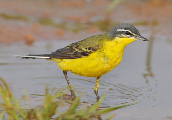 DOMBROWSKII-SCHAFSTELZE, YELLOW WAGTAIL ´DOMBROWSKII´, MOTACILLA FLAVA DOMBROWSKII