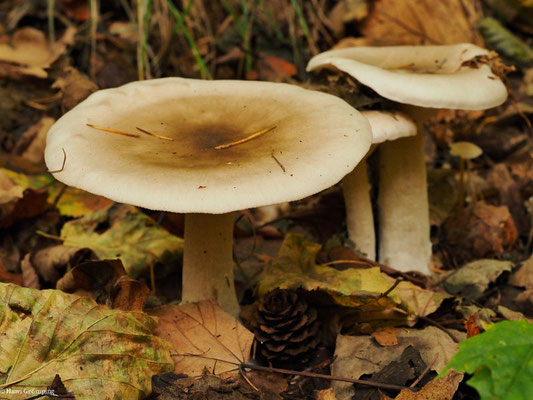 Graukappe- Clitocybe nebularis 