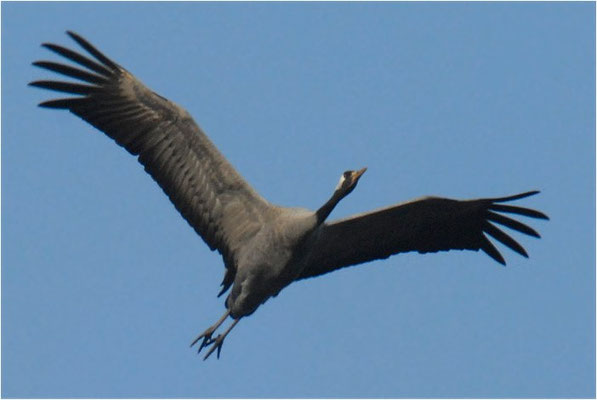KRANICH, CRANE, GRUS GRUS