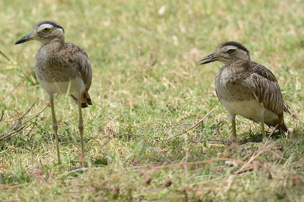 DOMINIKANERTRIEL, DOUBLE-STRIPED THICK-KNEE, BURHINUS BISTRIATUS